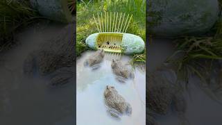 Survival Skills Simple But Very Useful With Frog Trap shorts survival bushcraft outdoors [upl. by Horowitz579]