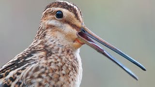 Bird sounds  Common Snipe call [upl. by Winnah494]