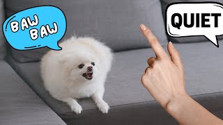 How to Stop your Pomeranian from Barking [upl. by Brinna]