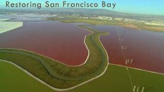 Saving the Bay  Restoring San Francisco Bay Wetlands [upl. by Bray]