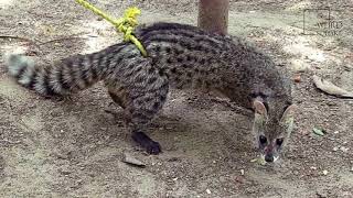 Interesting facts about civet cat by weird square [upl. by Sylvanus731]