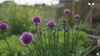 beebetter  bienenfreundlich Gärtnern amp Bau einer Nisthilfe [upl. by Esoj]