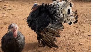 Male turkey vs female turkey mating competition [upl. by Brandie]