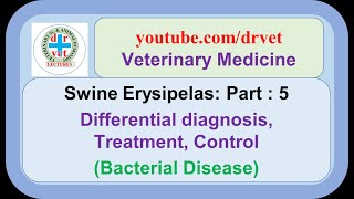 Swine Erysipelas Part 5  differential diagnosis treatment control [upl. by Finn]