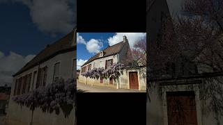 wisteria vine in Meursault France mossstreetgallery meursault france wisteria frenchhouse [upl. by Aney]