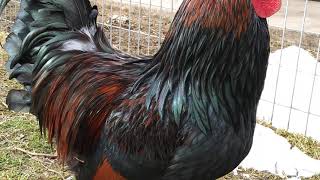 Barnevelder Rooster [upl. by Dutch]