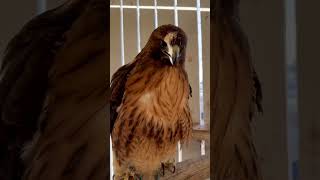 Red Tailed hawk in the winter [upl. by Ayrad]