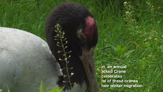 BlackNecked Crane Grus Nigricollis [upl. by Fredrika]