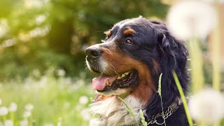 Bernese Mountain Dog and Canine Socialization [upl. by Tanner]