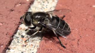 Bee Mimic Flower Fly Syrphidae Eristalis dimidiatus Closeup [upl. by Glendon279]