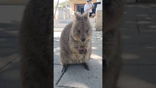 QUOKKA di Rottnest island [upl. by Sacken]