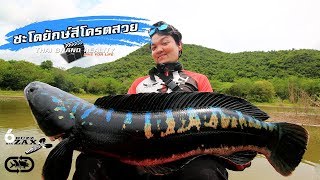 Giant snakehead fish ชะโดใหญ่ที่สุดในชีวิต สีสวยมากๆ [upl. by Neerroc]