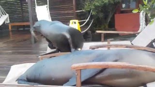 Galapagos Sea Lions [upl. by Ylla510]