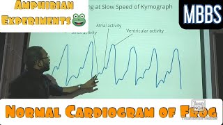 Normal Cardiogram of Frog Amphibian Experiments mbbs practical [upl. by Ardnoet]