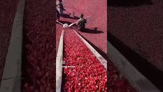 Cranberry farming 🧺 viralvideo facts farmingchina [upl. by Fechter191]