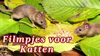 Muizen Voor Katten  Vogels Voor Katten [upl. by Earesed]