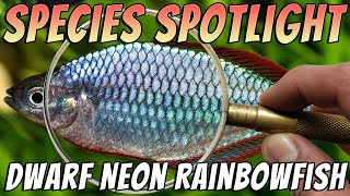 Dwarf Neon Rainbowfish Melanotaenia praecox Freshwater Aquarium Fish Species Profile amp Care Guide [upl. by Duaner]