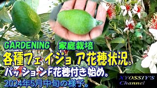 【XYOSSIYの果樹チャンネル】2024年5月中旬の様子 本年の各種フェイジョアの花穂状況＆時計草各種（マンモス、プリティグリーン、クーリッジ、ジェミニ、トライアンフ、エドリス、ライラックレディ） [upl. by Yahsed676]