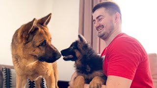 German Shepherd Meets German Shepherd Puppy for the First Time [upl. by Gothart]