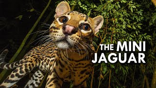 Ocelot The Mini Jaguar [upl. by Mathian]