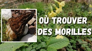 Où trouver des morilles  Mes astuces [upl. by Stewardson]