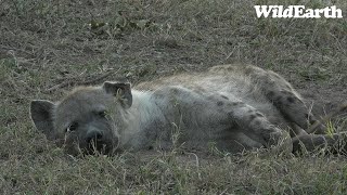 WildEarth  Sunset Safari  28 July 2023 [upl. by Schouten]