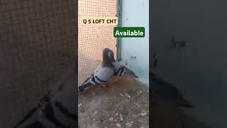 Recr breedr pair for sell location Islamabadshortvideo pigeon youtubeshorts racerkabootar [upl. by Etteb]