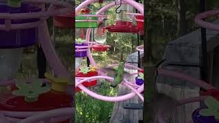 Hummingbird Flying Through humingbird nature birdsounds sound wildlife fyp short cute [upl. by Malone221]