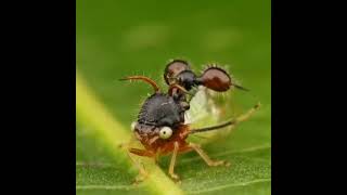 Cyphonia clavata which mimics the appearance of an ant to protect itself [upl. by Valdemar]