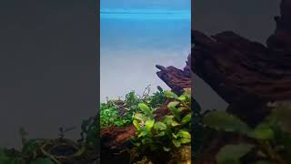 Rescape aquascape bucephalandraplant aquascapegallery aquascapenatural aquarium aquariumfish [upl. by Mackintosh586]