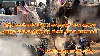 வெறும் 30000 திற்கு கீழ் விலை போன காளைகள் மணப்பாறை மாடு சந்தை Manapparai mattu santhai jallikattu [upl. by Nahshon]