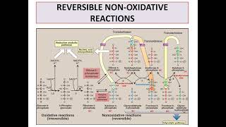 Pentose phosphate pathway [upl. by Genny]