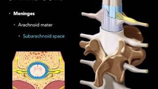 Spinal cord Meninges [upl. by Amalee]