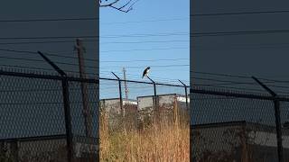 Redtailed hawk hunting for rodents while Dolph yells at him 📢 [upl. by Merline745]