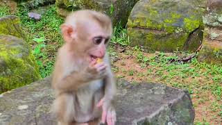 Feeding food for poor little abandoned monkey it is so smart [upl. by Nordine547]