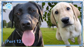 🔴LabsLive Part 12 Labrador Retrievers and Relaxing Music for Dogs [upl. by Leihcey]