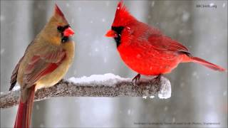 Northern Cardinal Song [upl. by Aracal]