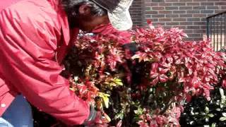 Pruning Nandinas with Hunter [upl. by Anella383]