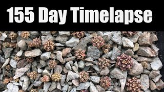 Gymnocalycium Mihanovichii Variegata 155 Day Timelapse [upl. by Senhauser]