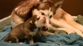 Adorable Husky puppy howling at 9 days old [upl. by Felizio]