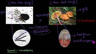 Classification of Fungi  Biological Classification  Biology  Khan Academy [upl. by Grieve]