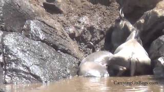 Wildebeest Migration  AMAZING Maasai Mara Kenya [upl. by Rednael768]