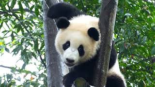 Why Pandas love bamboo a crunchy mystery [upl. by Aneeg]