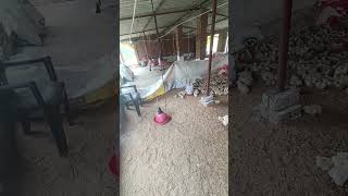 Poultry farm chicks short video [upl. by Fauver]