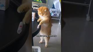 Cat VS Table ledge funnycats funnyvoiceover [upl. by Nowyt]