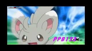 Pachirisu X Pikachu and Emolga X MInccino Amv [upl. by Nahtanohj908]