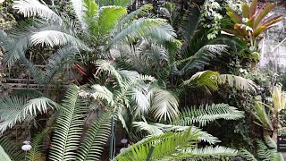 Royal Botanic Gardens of Madrid Spain  Greenhouses [upl. by Olyhs767]