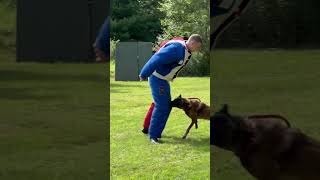 Belgian Malinois training [upl. by Daria983]