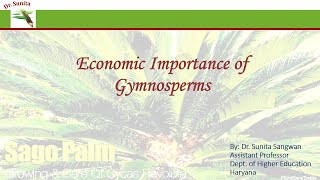 Economic Importance of Gymnosperms [upl. by Avehstab]