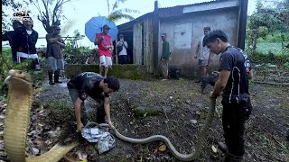 GA HITA AT GA BRASO NA MGA KING COBRA HULI KAY COBRA PRINCE PATAY SA TUKLAW 😔 [upl. by Htessil]